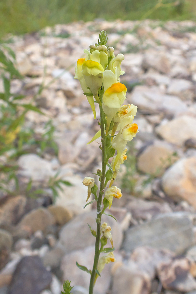 Изображение особи Linaria vulgaris.