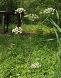 Angelica sylvestris