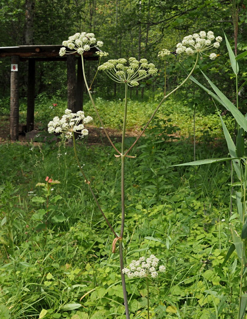 Изображение особи Angelica sylvestris.