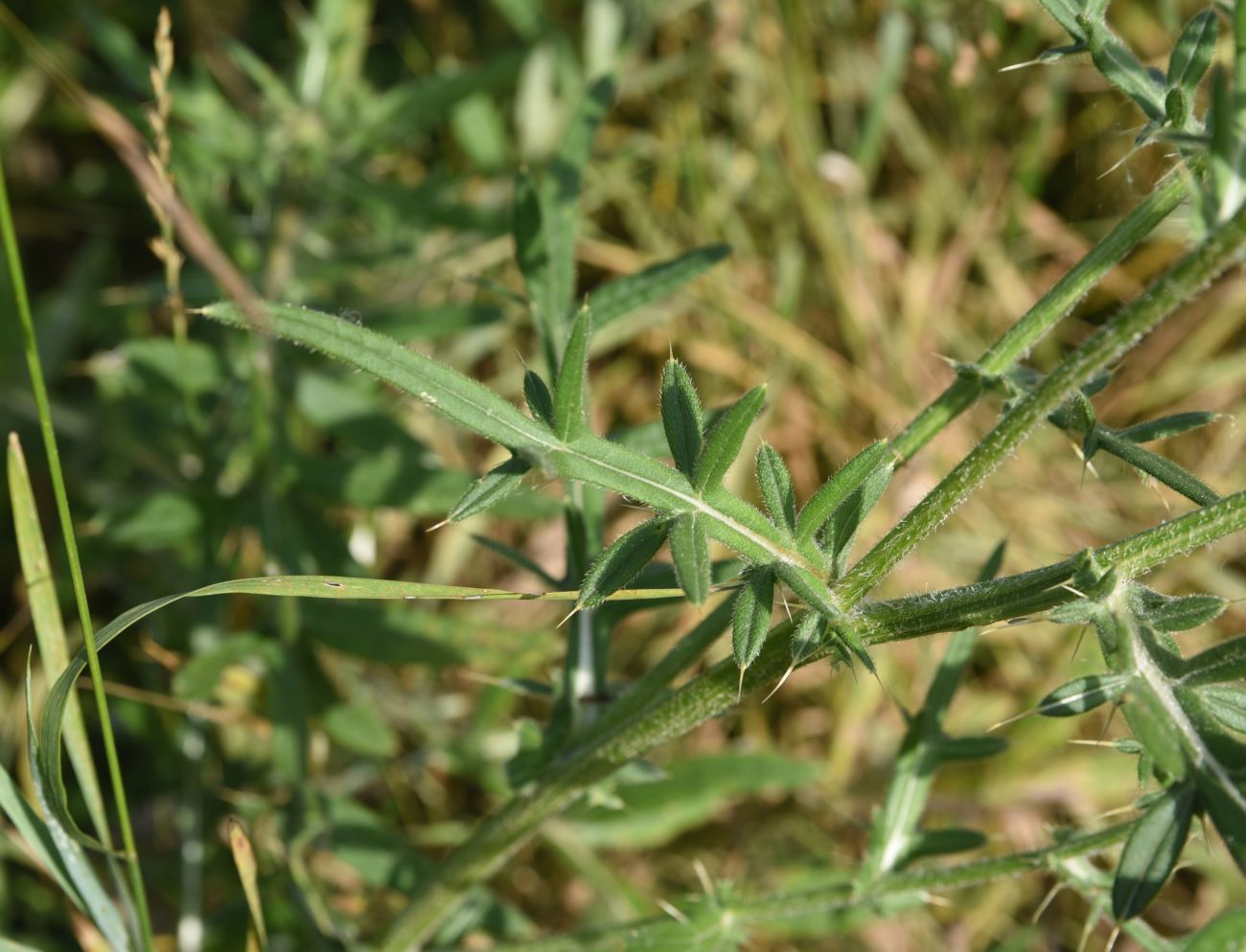 Изображение особи Cirsium polonicum.