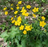 Ranunculus constantinopolitanus. Цветущее растение. Крым, гора Агармыш. 14.04.2024.