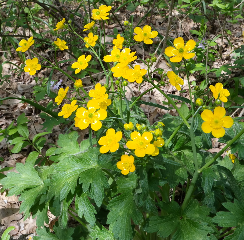 Изображение особи Ranunculus constantinopolitanus.