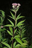 Eupatorium cannabinum. Верхняя часть зацветающего растения. Ульяновская обл., окр. г. Димитровград, долина р. Мал. Ерыклы, переходящий в пойменный черноольховник старый смешанный лес, зарастающая просека. 06.07.2023.