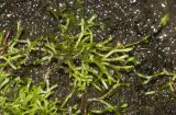 Riccia fluitans