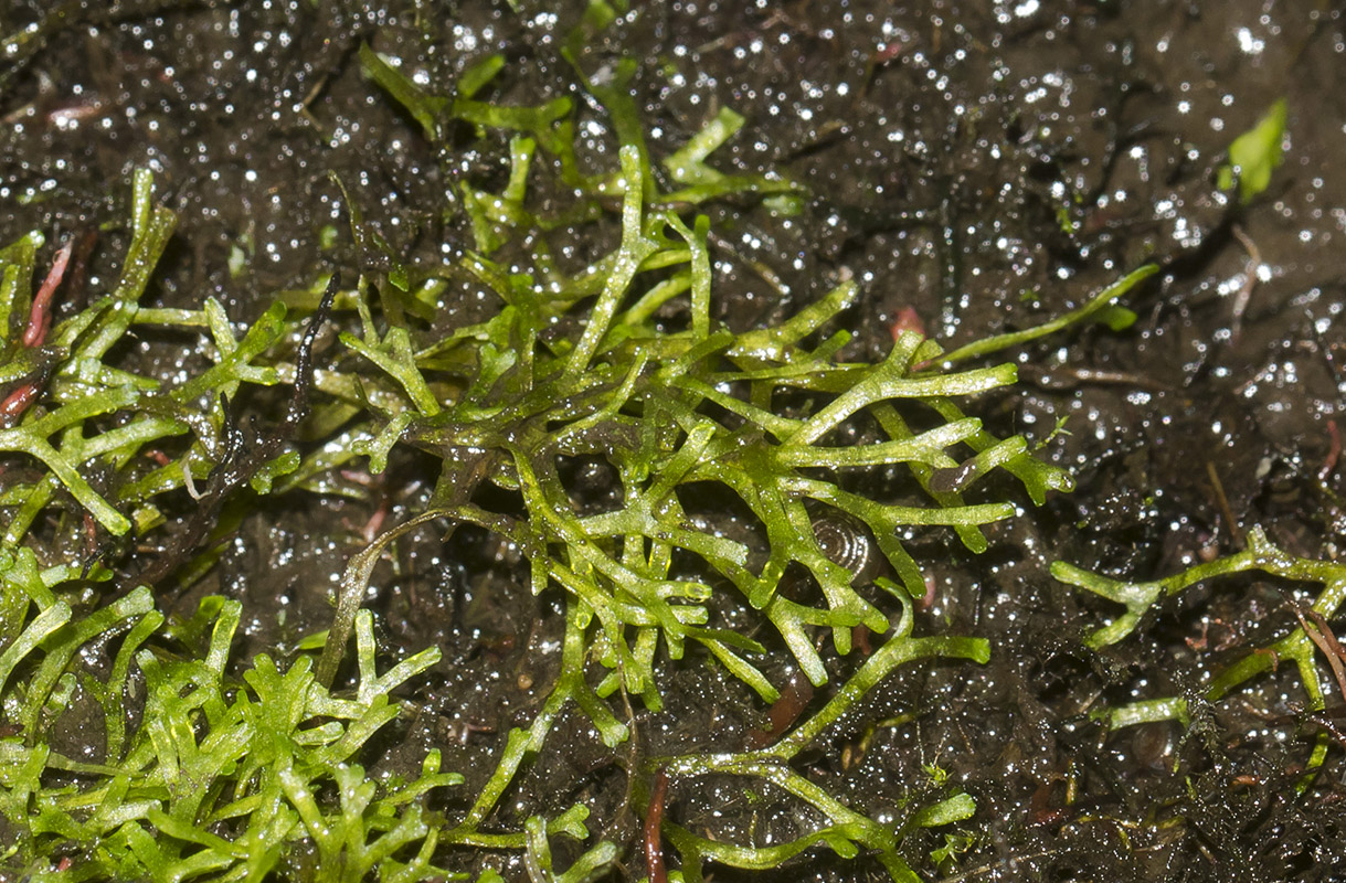 Image of Riccia fluitans specimen.