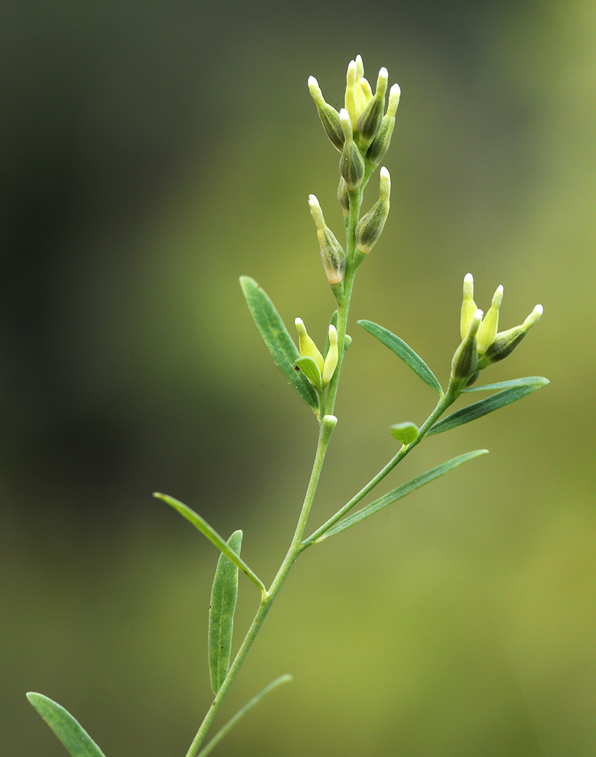 Image of Diarthron linifolium specimen.