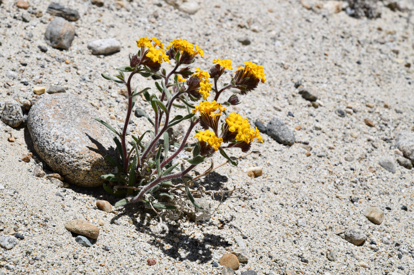 Image of Arnebia tibetana specimen.