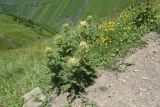 Cirsium obvallatum. Цветущее растение. Чечня, Шаройский р-н, окр. пер. Цумандинский, выс. ок. 2200 м н.у.м., обочина идущей на перевал от с. Кенхи дороги. 24 июня 2024 г.