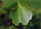 Ginkgo biloba