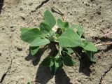 Chenopodium vulvaria