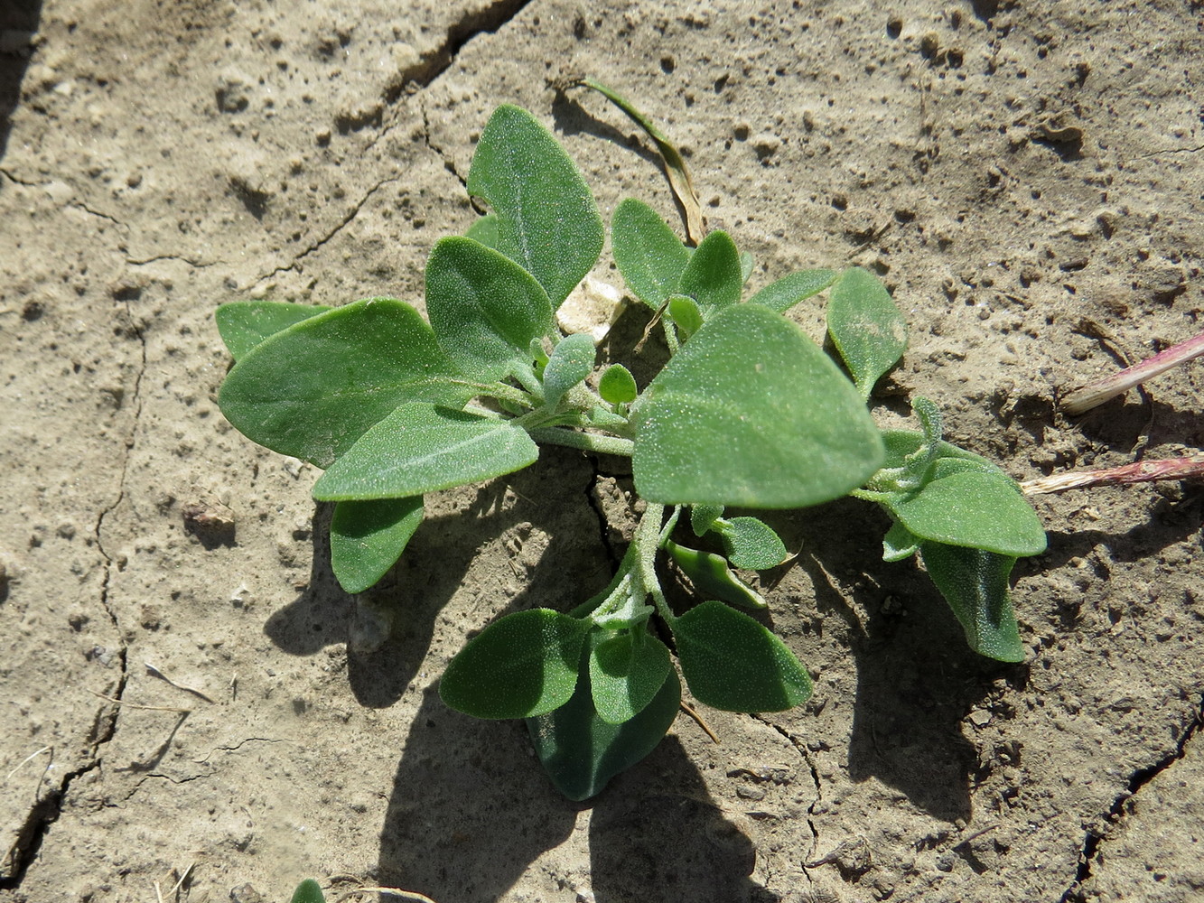 Image of Chenopodium vulvaria specimen.