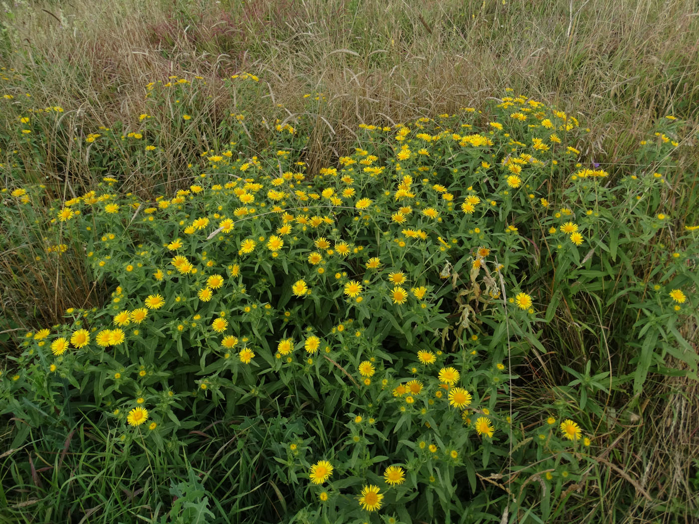 Изображение особи Inula britannica.