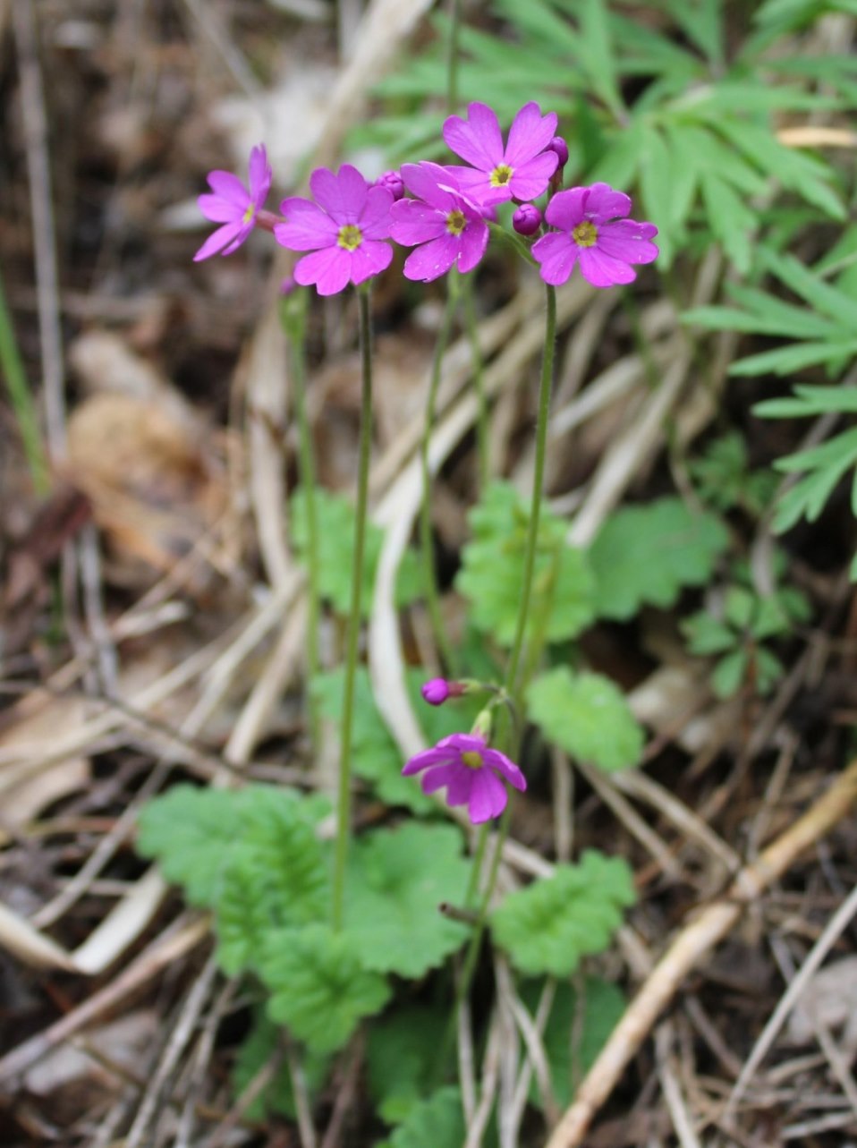 Image of Primula cortusoides specimen.