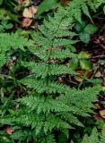 Dryopteris carthusiana. Вайя. Московская обл., Волоколамский гор. округ, долина р. Каменка, смешанный лес. 17.08.2024.