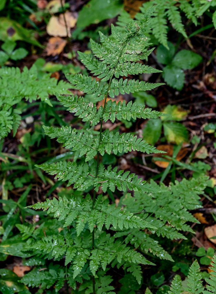 Image of Dryopteris carthusiana specimen.