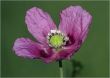 Papaver somniferum. Цветок. Московская обл., Раменский р-н, окр. дер. Хрипань, садовый участок. 06.08.2024.