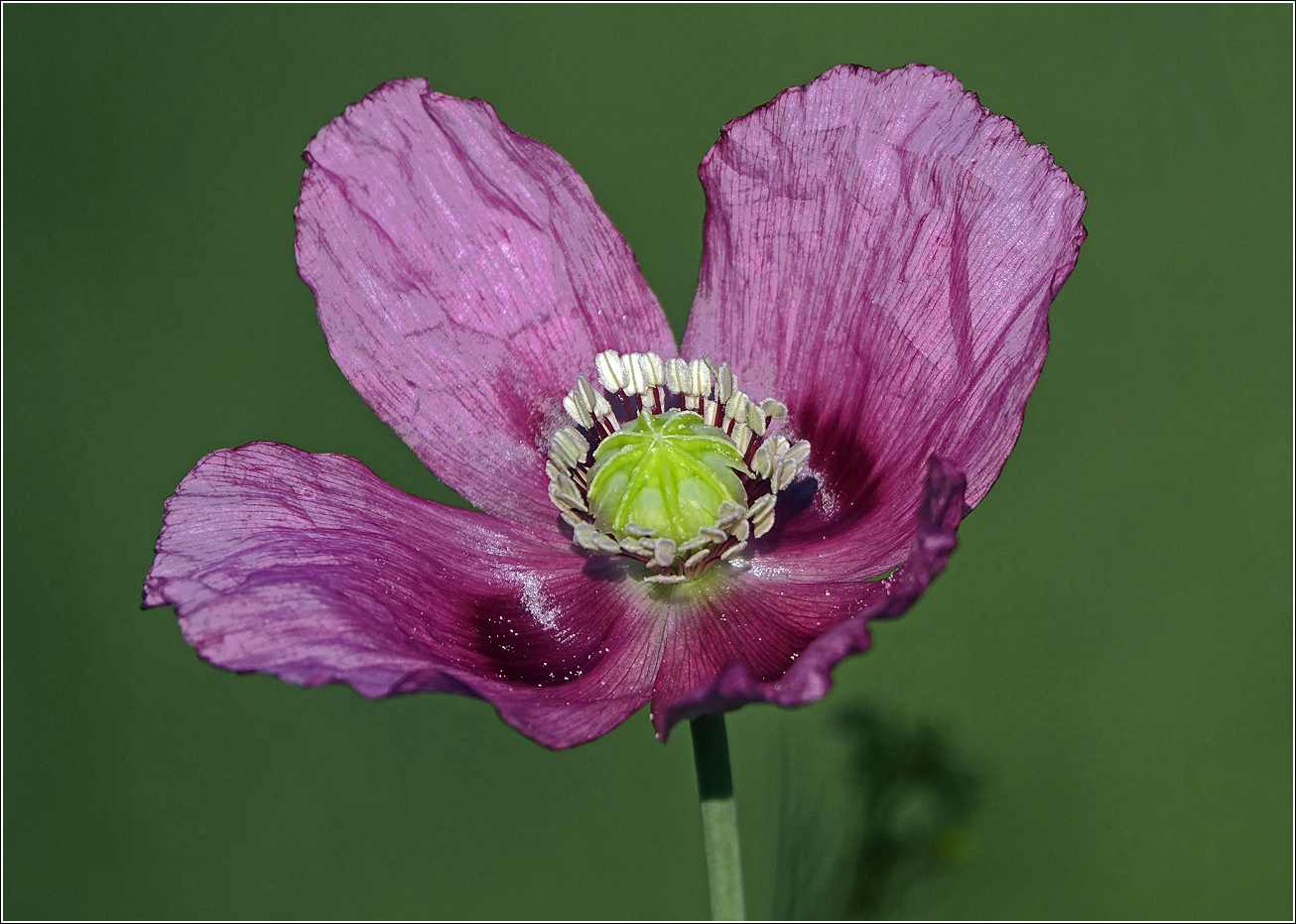 Изображение особи Papaver somniferum.