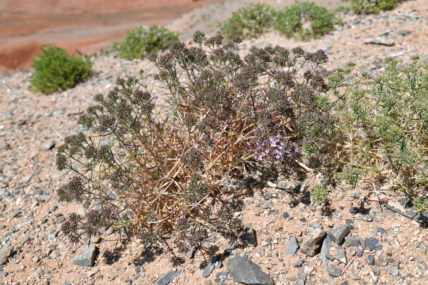 Image of Acanthophyllum pungens specimen.