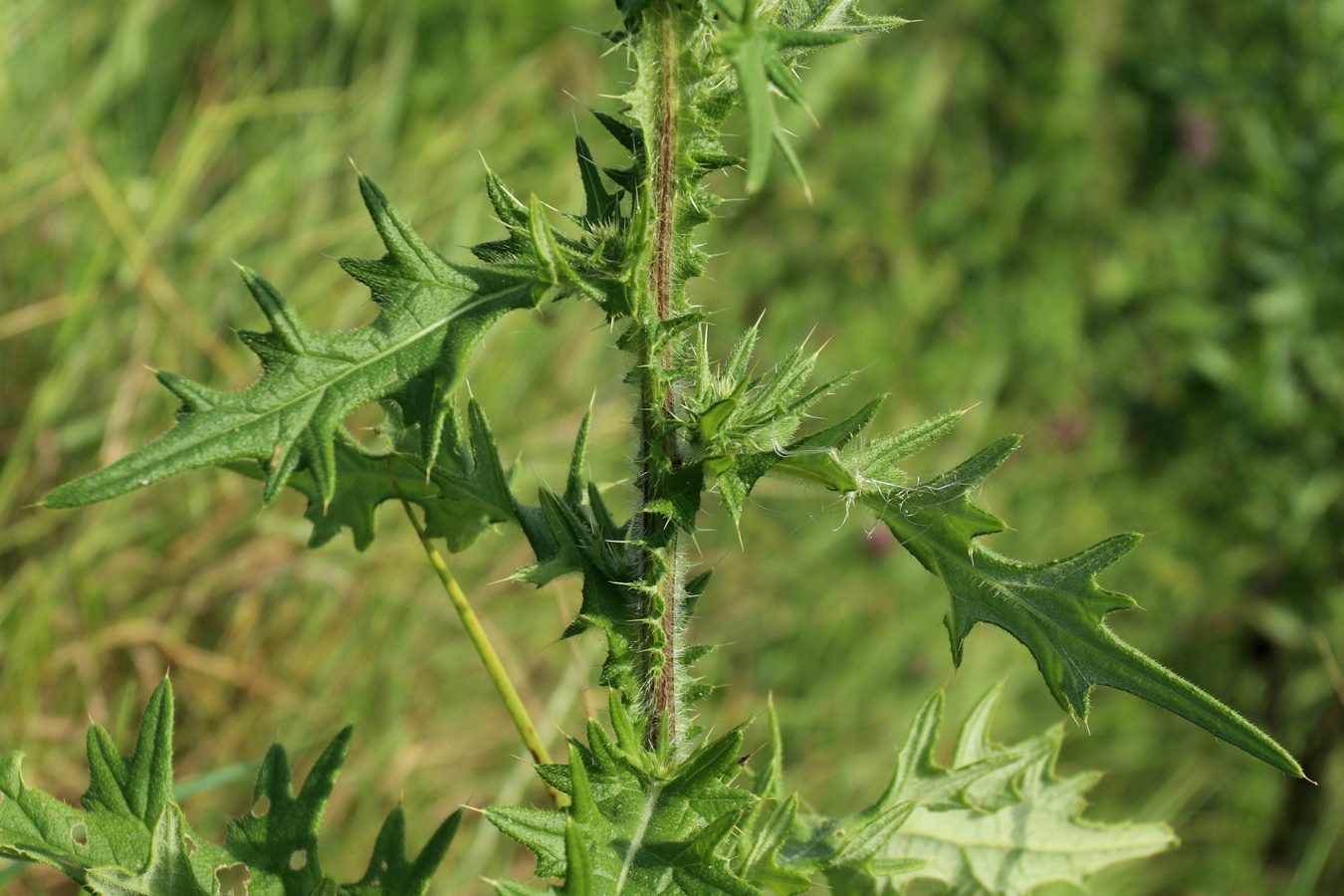 Image of Cirsium vulgare specimen.