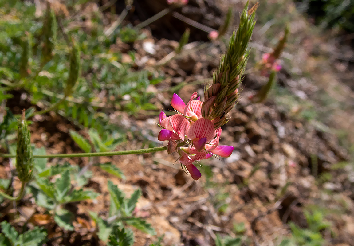 Image of Onobrychis jailae specimen.