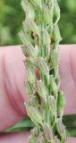 Triglochin maritima
