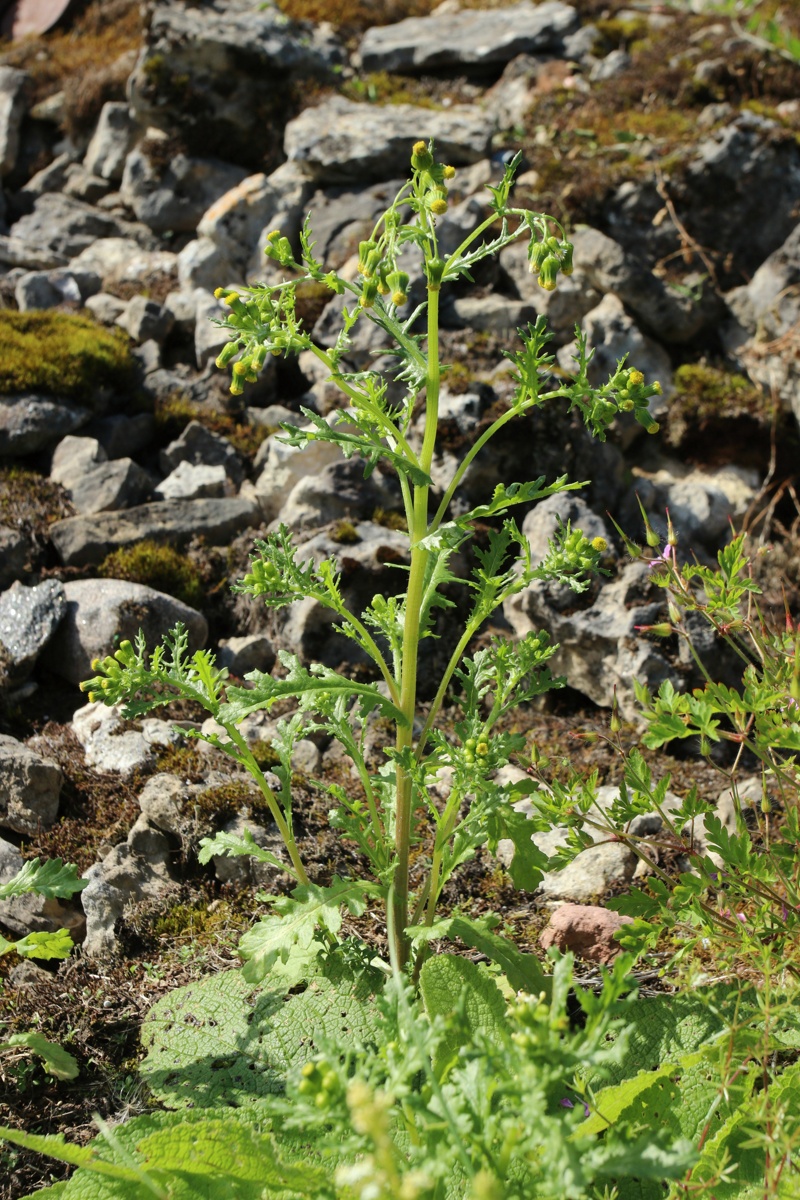 Image of Senecio vulgaris specimen.