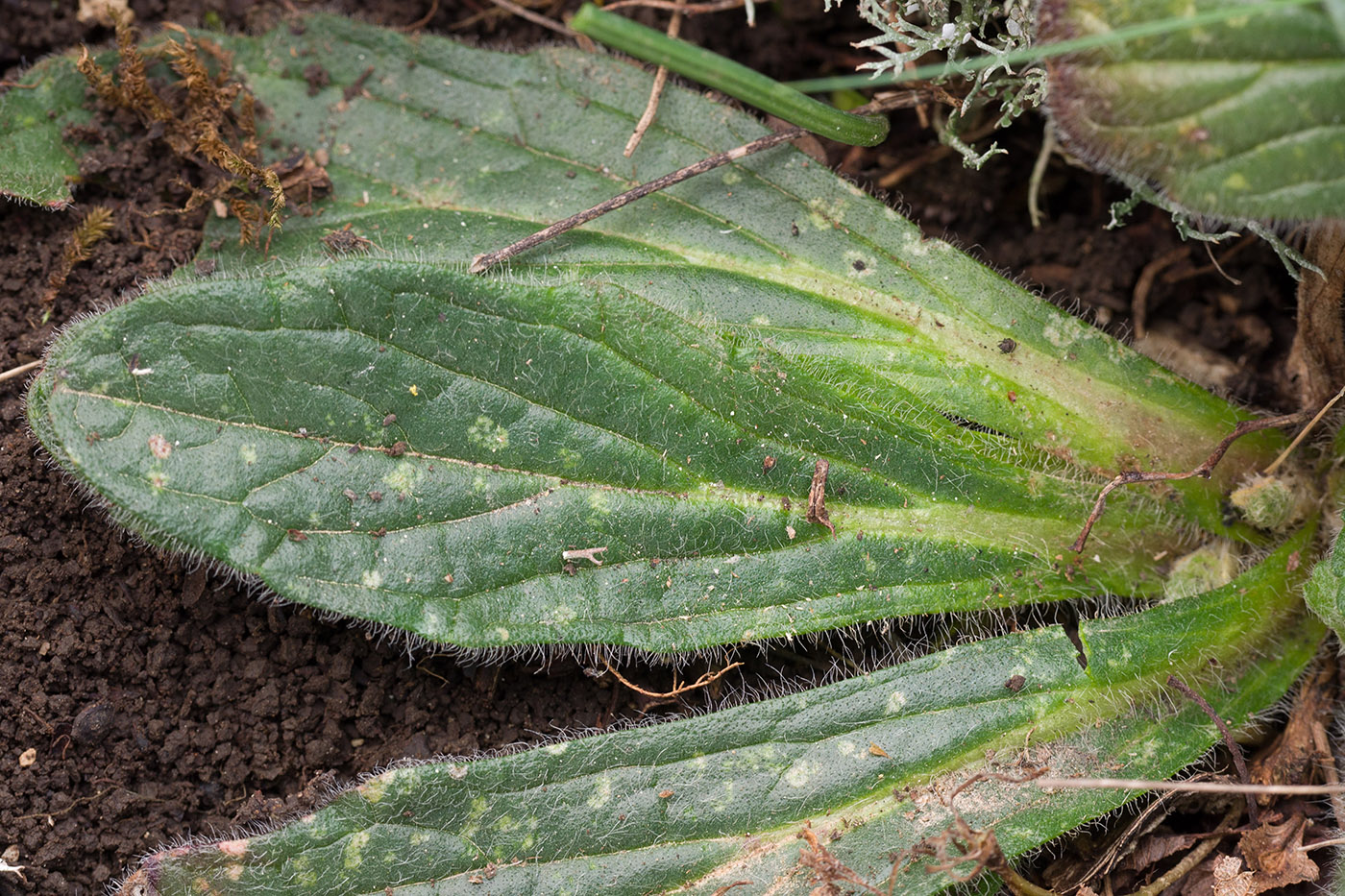Image of Ajuga orientalis specimen.