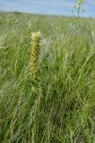 View full-size image Pedicularis sibirica