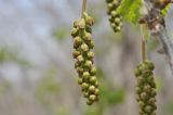 View full-size image Ribes mandshuricum