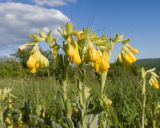 View full-size image Onosma taurica