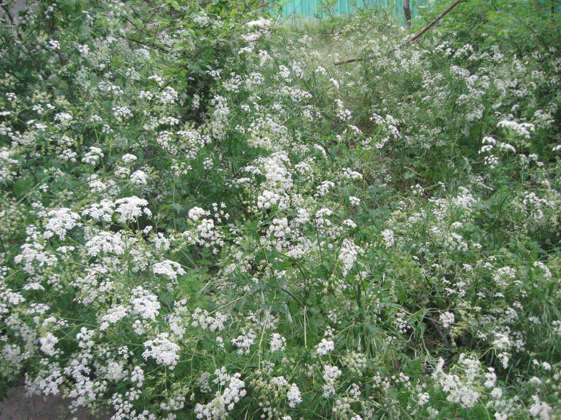 Image of Anthriscus sylvestris specimen.