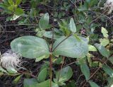 View full-size image Clematis integrifolia
