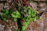 View full-size image Adiantum capillus-veneris