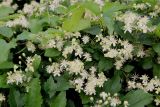Смотреть изображение Clematis vitalba