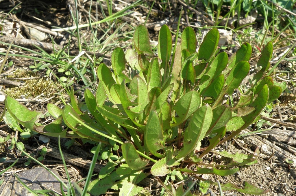 Image of Taraxacum dahlstedtii specimen.