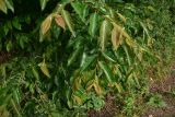 View full-size image Diospyros lotus