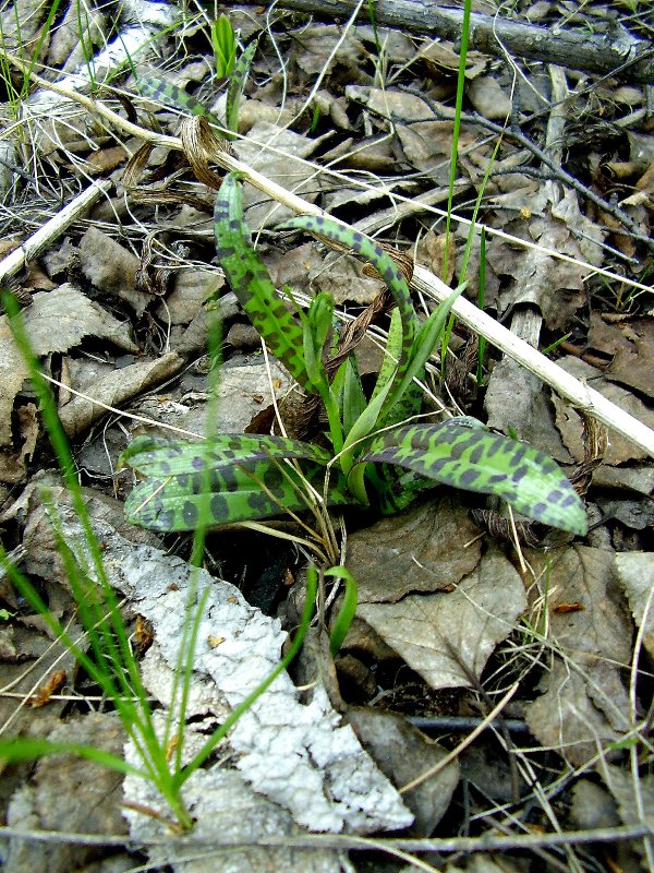 Image of Dactylorhiza fuchsii specimen.