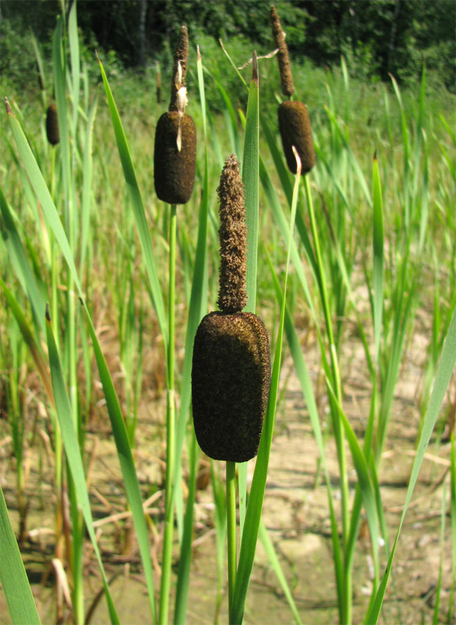 Image of Typha elata specimen.