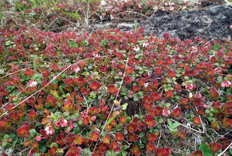 Image of Vaccinium vitis-idaea var. minus specimen.