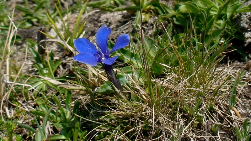 Изображение особи Gentiana pontica.