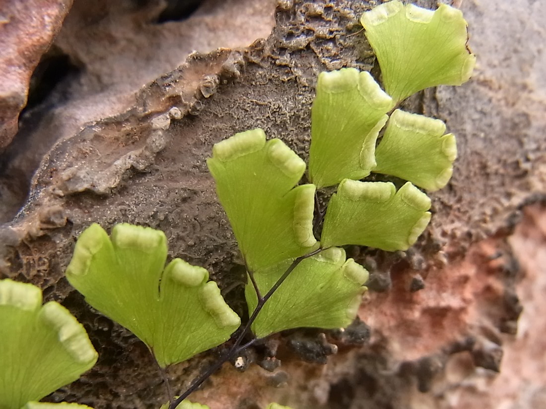 Image of Adiantum capillus-veneris specimen.