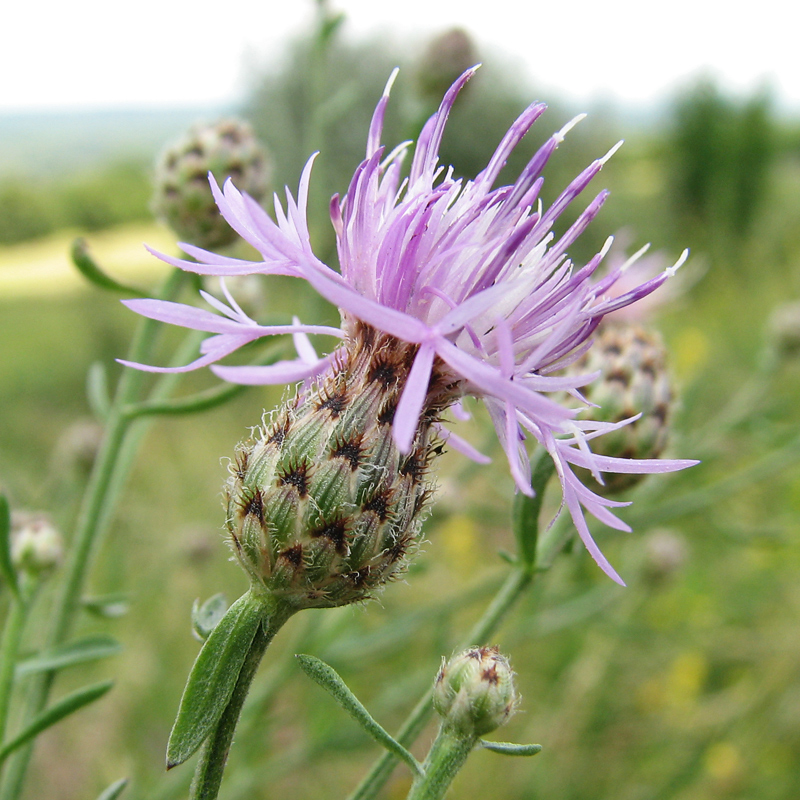 Image of genus Centaurea specimen.