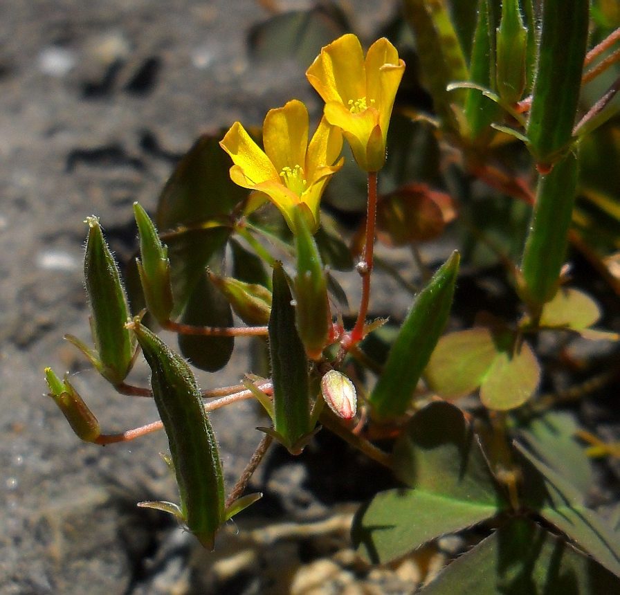 Image of Oxalis stricta specimen.