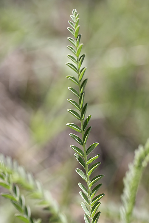 Image of Astragalus turkestanus specimen.