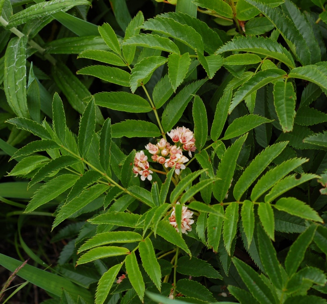 Image of Sorbus sambucifolia specimen.