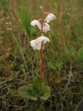 Pyrola rotundifolia subspecies maritima. Цветущее растение. Нидерланды, провинция Groningen, национальный парк Lauwersmeer, влажная луговина. 20 июля 2008 г.