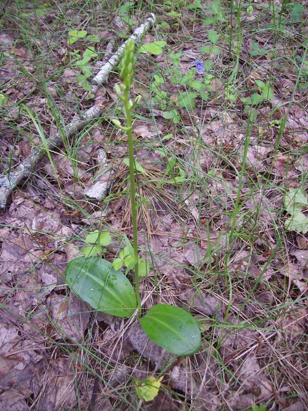 Изображение особи Platanthera bifolia.