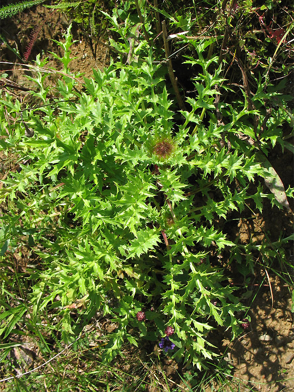 Image of Carlina acaulis specimen.