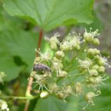 View full-size image Acer tataricum