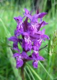 Dactylorhiza majalis. Соцветие. Украина, Ивано-Франковская обл., Надворнянский р-н, Природный заповедник \"Горганы\", Горганское лесничество, луг. 16 июня 2011 г.